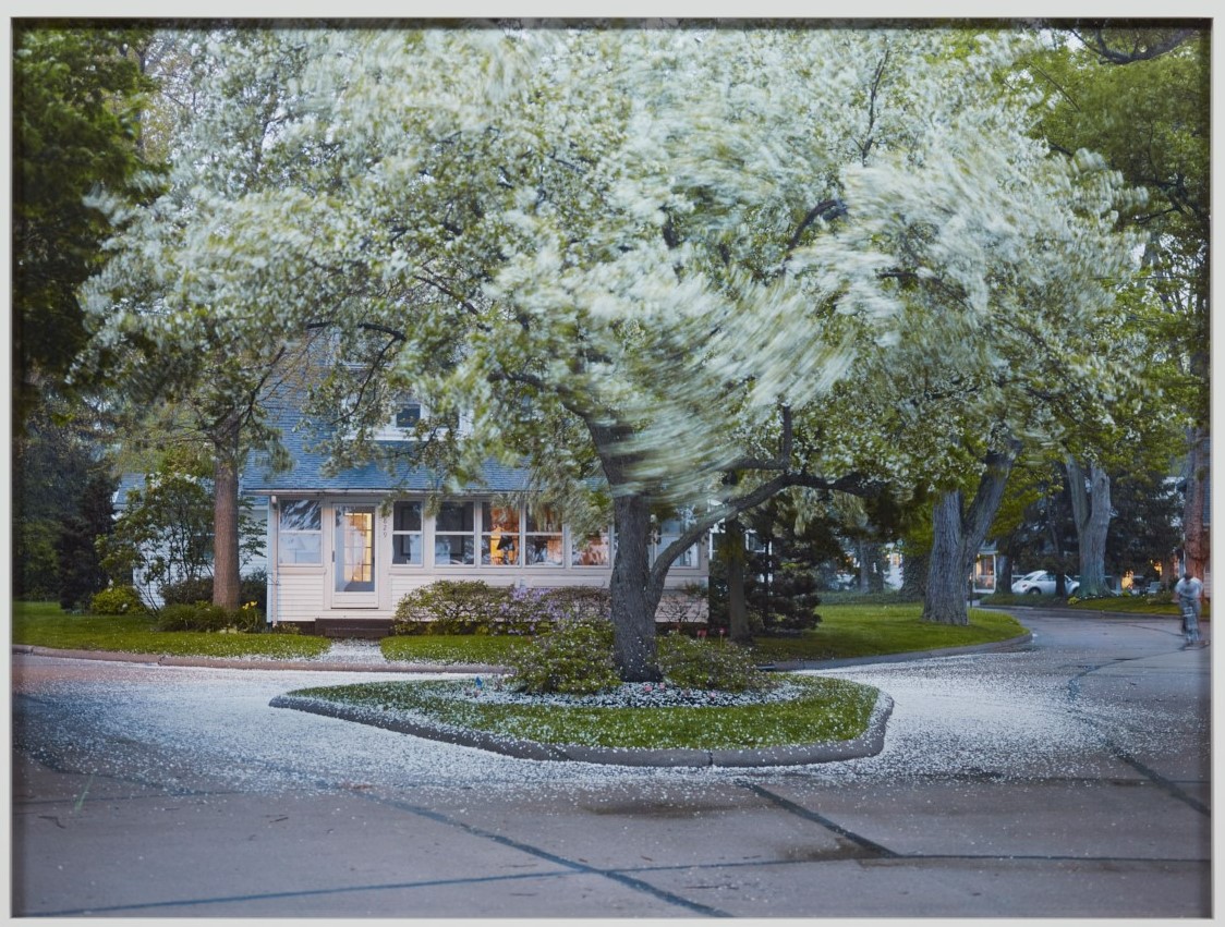 Photography of a tree in a neighborhood by Catherine Opie (CalArts ’88)