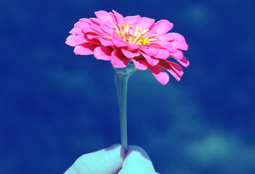 Blue-toned image of hand holding vibrant pink flower with text 'Hold onto Hope, Curtis Macdonald' on top