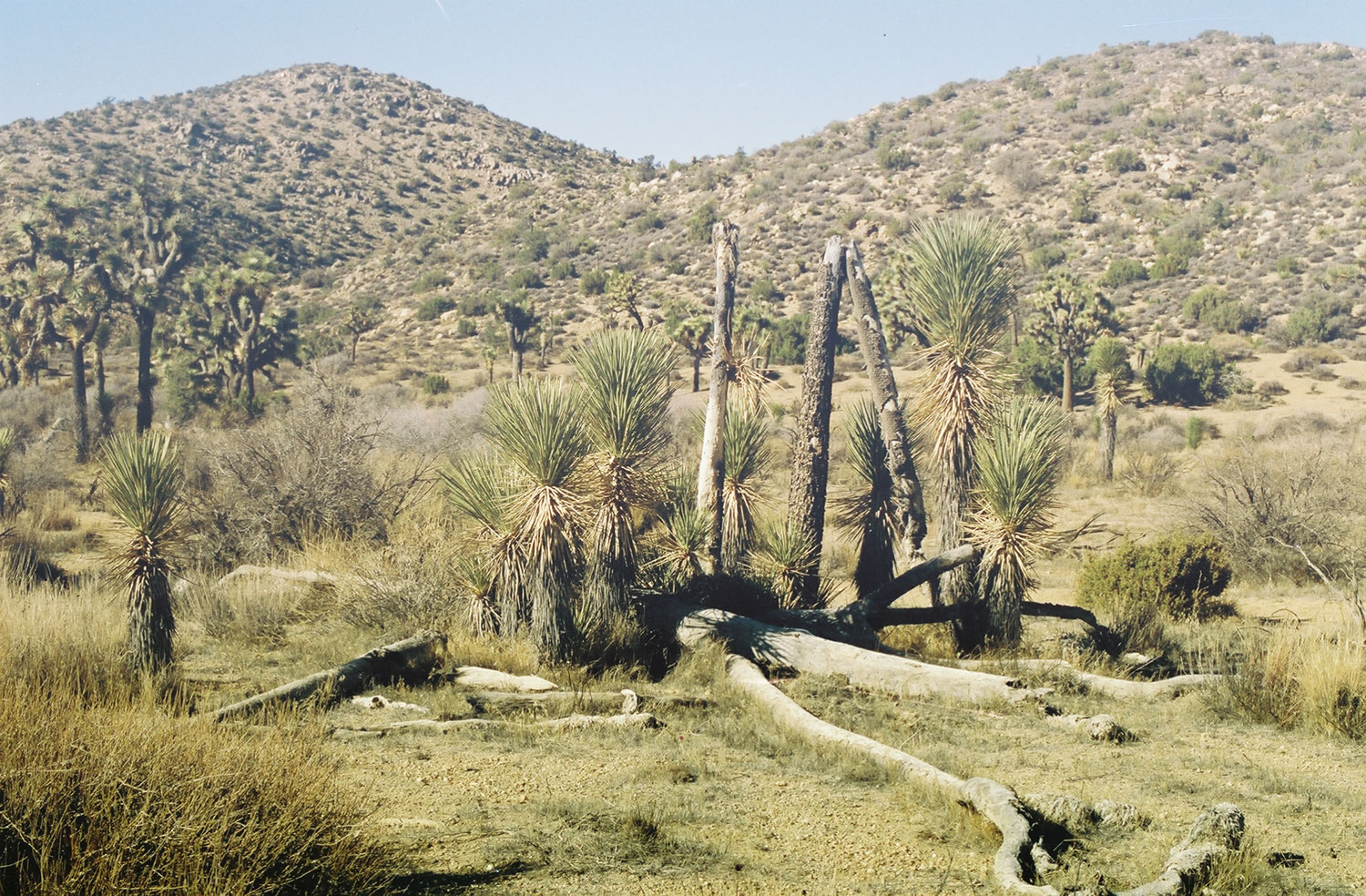 Joshua trees with hills in background