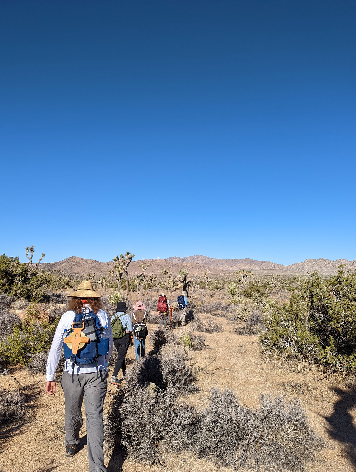 Line of people hiking amid Joshua trees with clear blue sky overhead